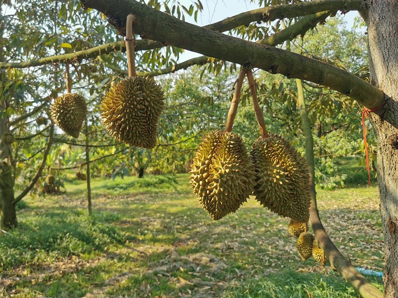 ทุเรียนจีน