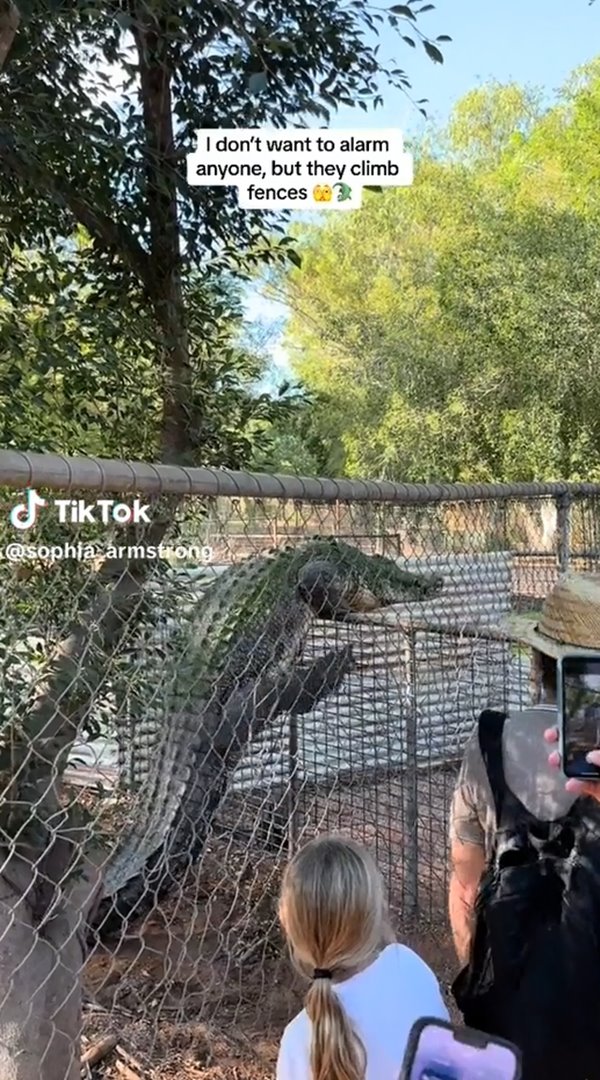 จระเข้ปีนรั้ว