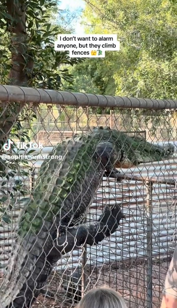 จระเข้ปีนรั้ว