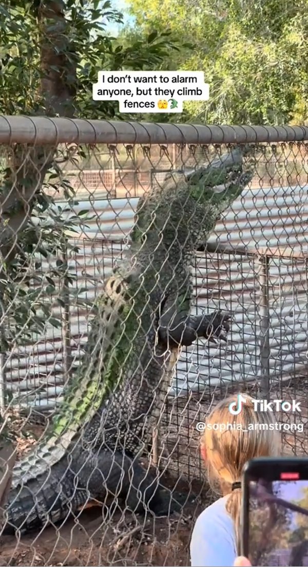 จระเข้ปีนรั้ว