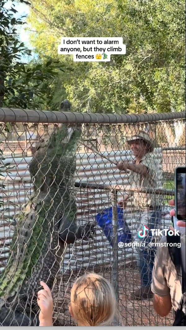 จระเข้ปีนรั้ว