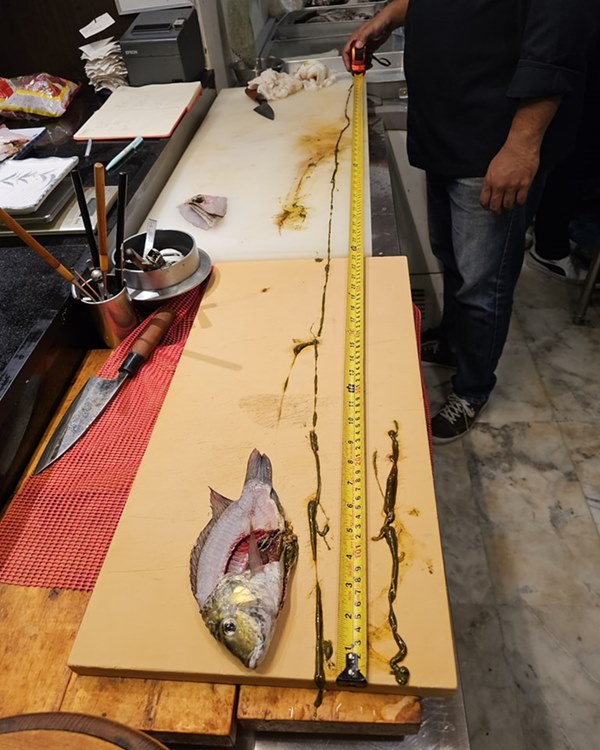 ปลาหมอคางดำ