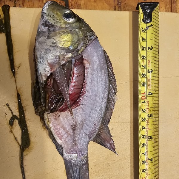 ปลาหมอคางดำ