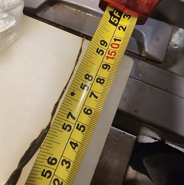 ปลาหมอคางดำ