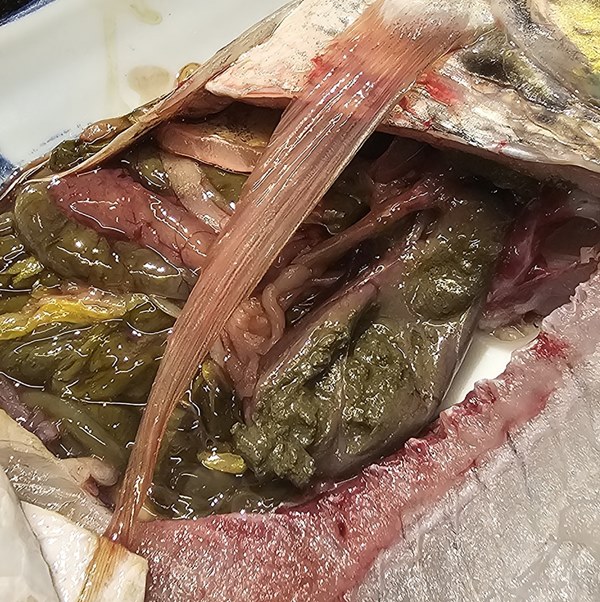 ปลาหมอคางดำ