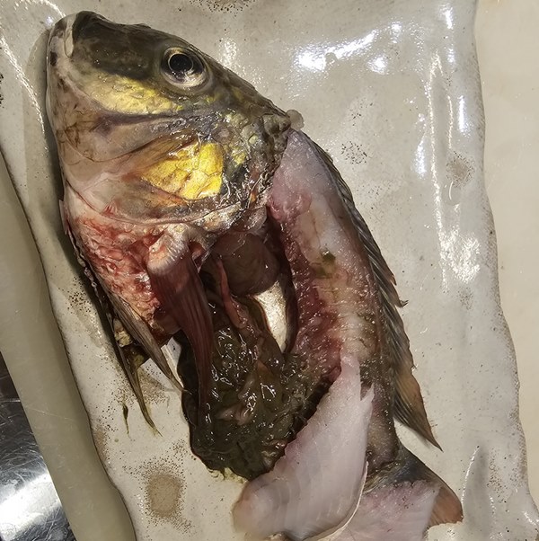 ปลาหมอคางดำ