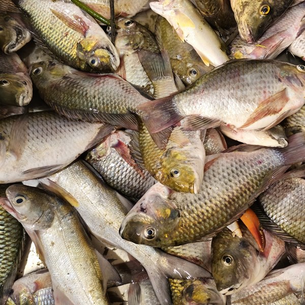 ปลาหมอคางดำ