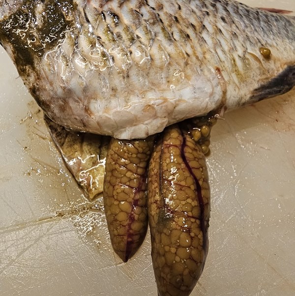 ปลาหมอคางดำ