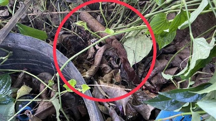 ม.ล.พิชัย มาลากุล ถูกลูกจ้างกัมพูชาฆ่าตาย