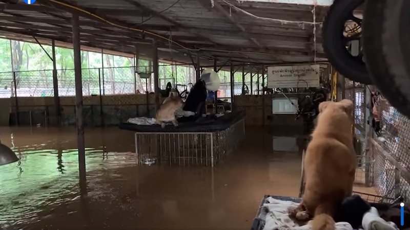น้ำท่วมเชียงใหม่ หมาขึ้นอยู่บนกรง วอนขอแรงขนย้ายสัตว์ 