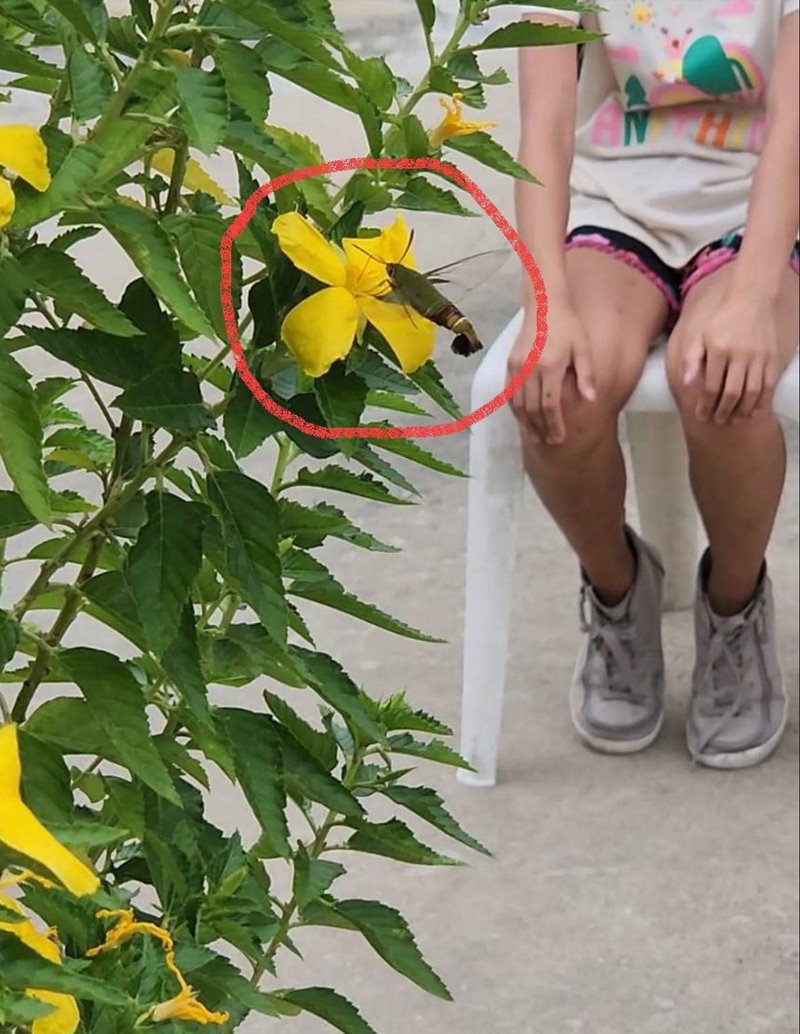 นี่คือแมลงอะไร ตัวคล้ายกุ้งบินได้