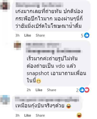 นี่คือแมลงอะไร ตัวคล้ายกุ้งบินได้