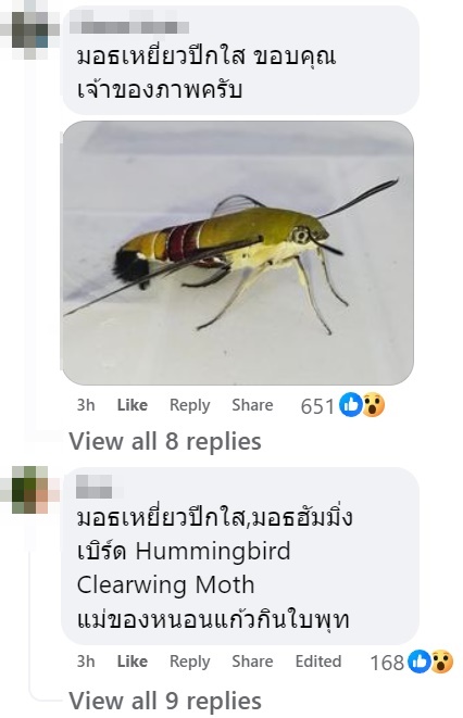 นี่คือแมลงอะไร ตัวคล้ายกุ้งบินได้