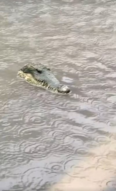 จระเข้ลอยมากับน้ำท่วม