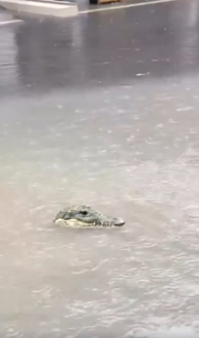 จระเข้ลอยมากับน้ำท่วม