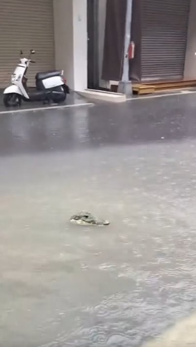 จระเข้ลอยมากับน้ำท่วม