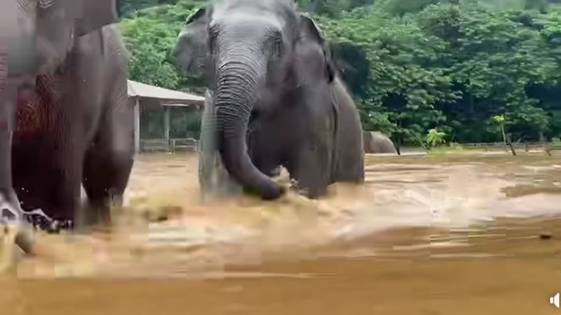 ช้างตาบอดหนีน้ำท่วมเชียงใหม่