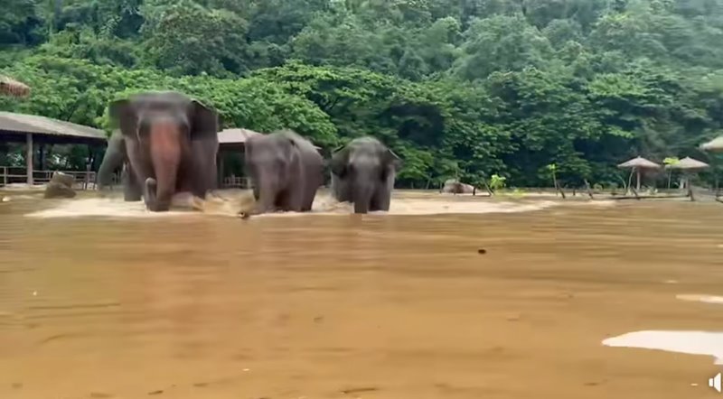 ช้างตาบอดหนีน้ำท่วมเชียงใหม่