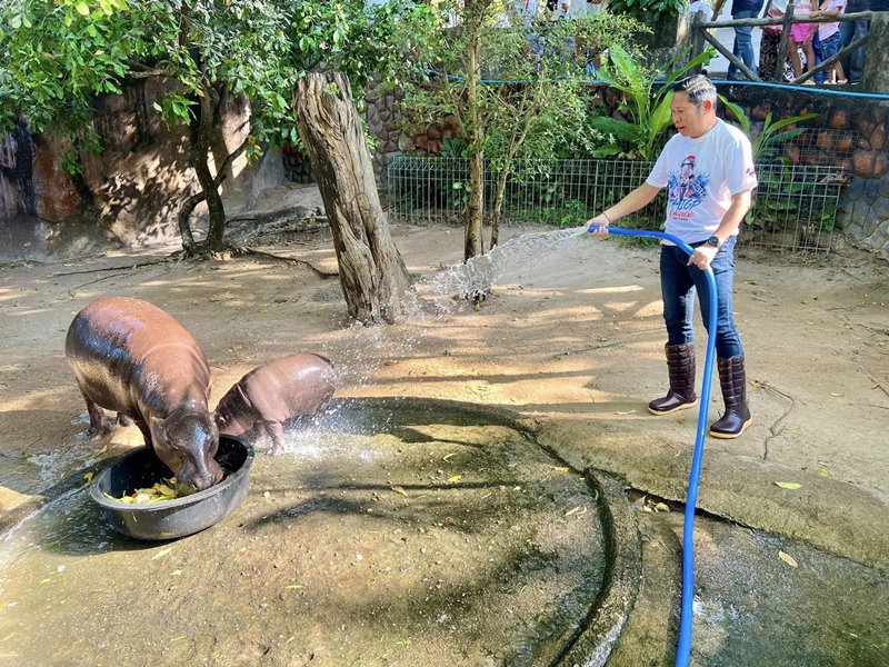 ผอ.สวนสัตว์เปิดเขาเขียว ล้างบ่อฮิปโปแทนคุณเบนซ์ ดูหมูเด้งสิ