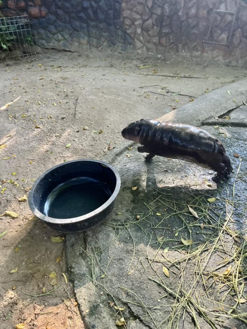 ผอ.สวนสัตว์เปิดเขาเขียว ล้างบ่อฮิปโปแทนคุณเบนซ์ ดูหมูเด้งสิ