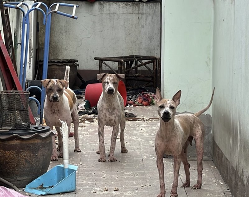 มาตา ภูวพันธ์ อดีตดาราเสียชีวิตในบ้าน หมาหวงร่าง ไม่ให้เก็บศพ