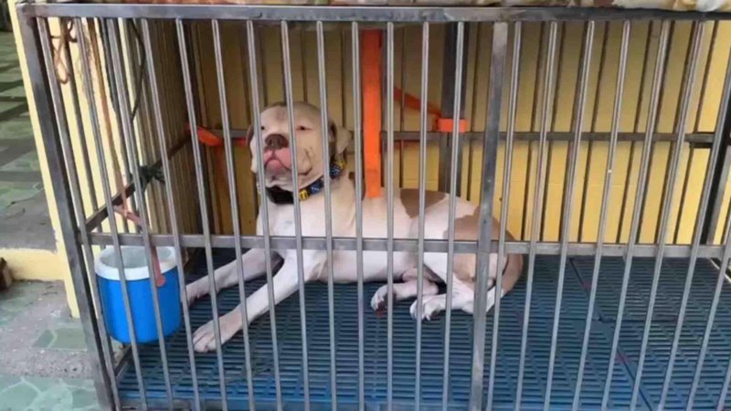 พิตบูลขย้ำพระดับ กะโหลกเปิด มือหาย มรณภาพ 2 วันกว่าจะเจอศพ