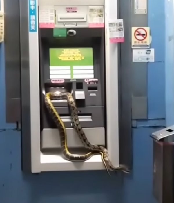 งูตัวใหญ่โผล่เลื้อยบนตู้ ATM คนเชื่อเรื่องโชคปีงู แห่ซูมดูลายชัด ๆ