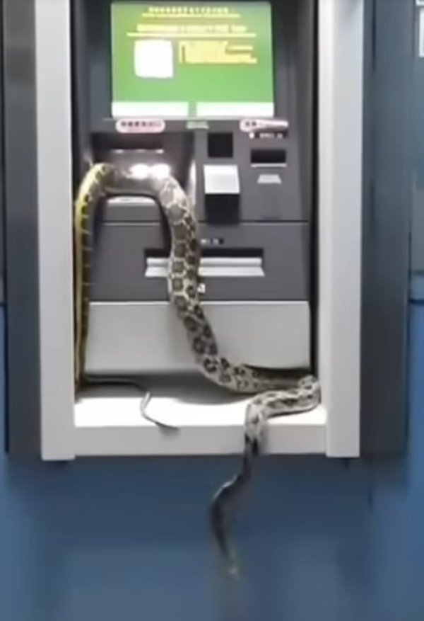 งูตัวใหญ่โผล่เลื้อยบนตู้ ATM คนเชื่อเรื่องโชคปีงู แห่ซูมดูลายชัด ๆ