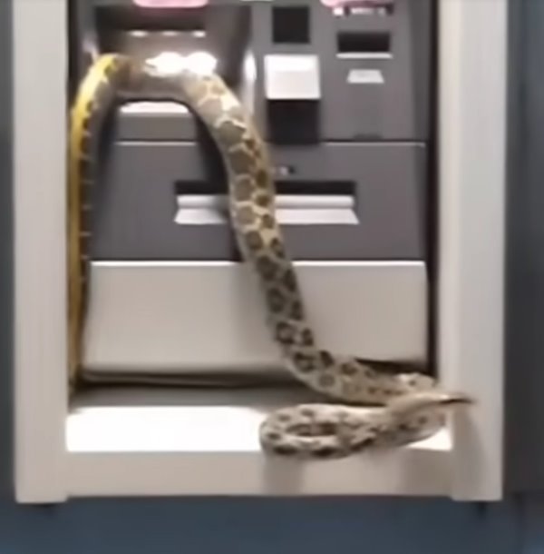 งูตัวใหญ่โผล่เลื้อยบนตู้ ATM คนเชื่อเรื่องโชคปีงู แห่ซูมดูลายชัด ๆ
