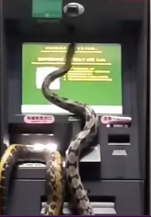 งูตัวใหญ่โผล่เลื้อยบนตู้ ATM คนเชื่อเรื่องโชคปีงู แห่ซูมดูลายชัด ๆ