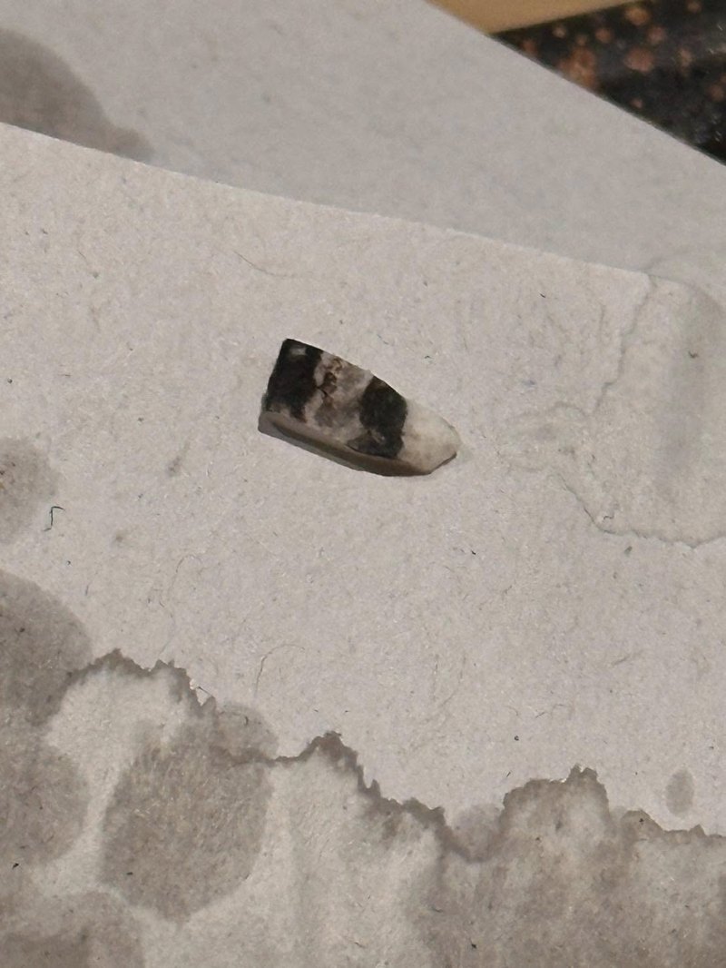 ลูกค้าโวย สั่งซาบะร้านอิซากายะดังเชียงใหม่ มีเซรามิกในเนื้อ ทำฟันแตก