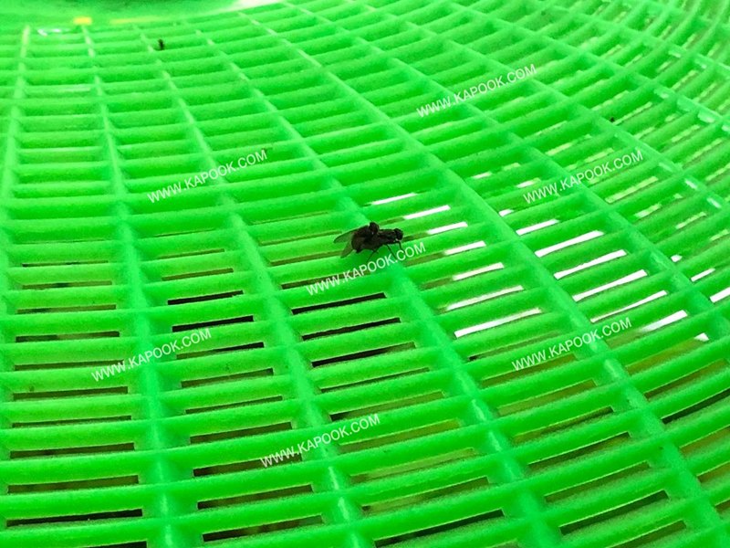 สาวไปกินข้าวตามสั่ง เจอแมลงวันบนฝาชี พอซูมดูแทบร้องอุ๊ย