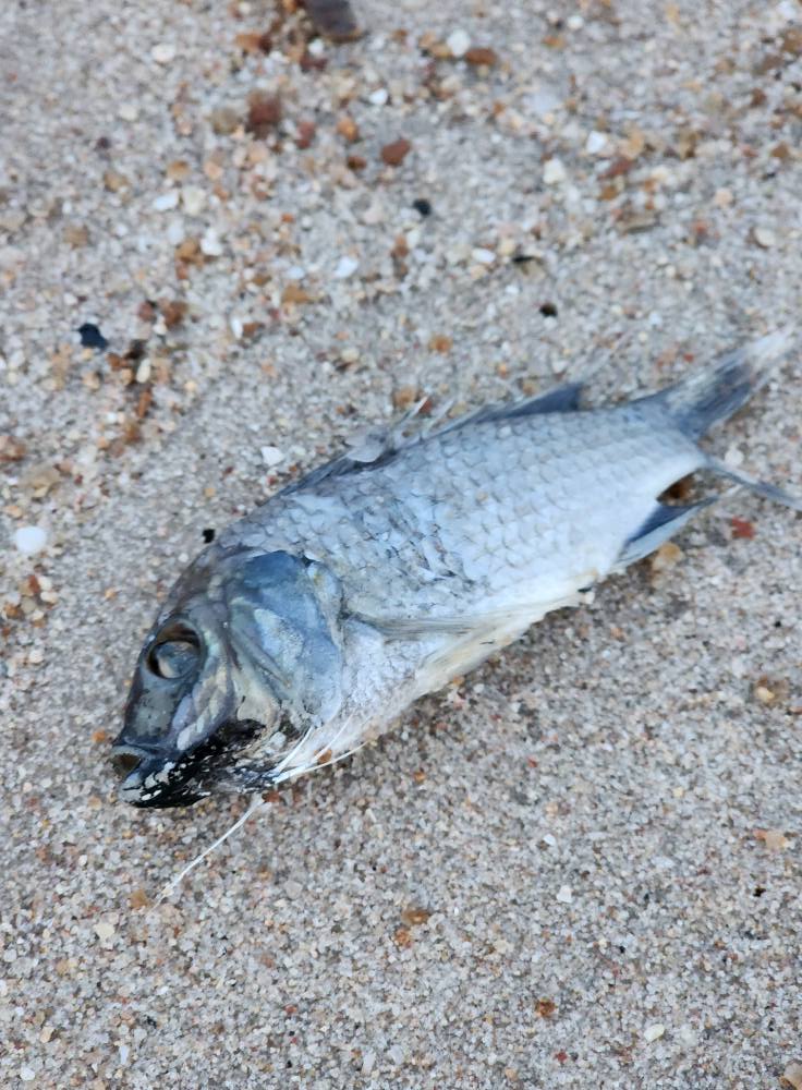 คนโพสต์ถาม ปลาอะไรนอนลอยเกลื่อนชายหาดชะอำ หัวหิน