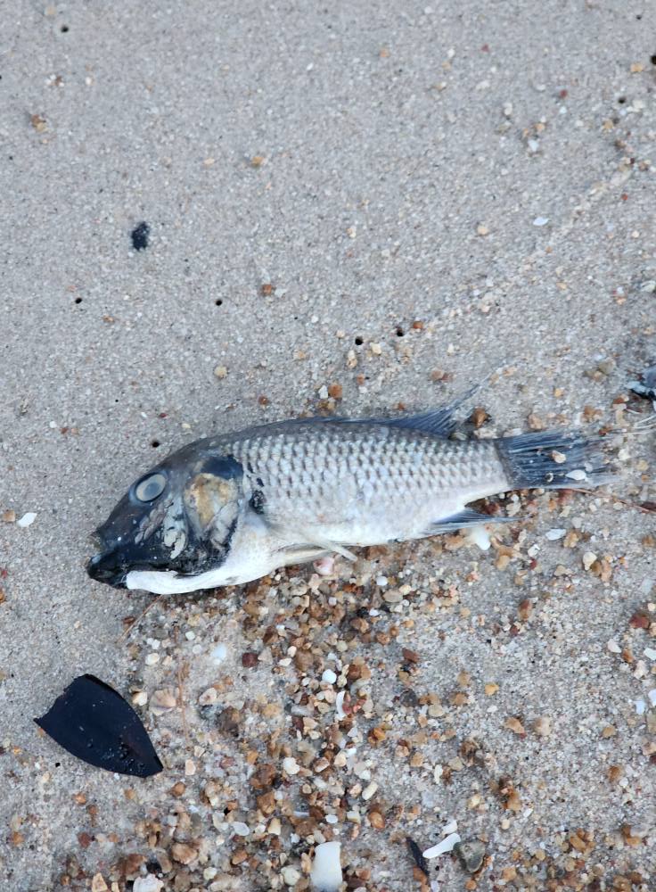 คนโพสต์ถาม ปลาอะไรนอนลอยเกลื่อนชายหาดชะอำ หัวหิน