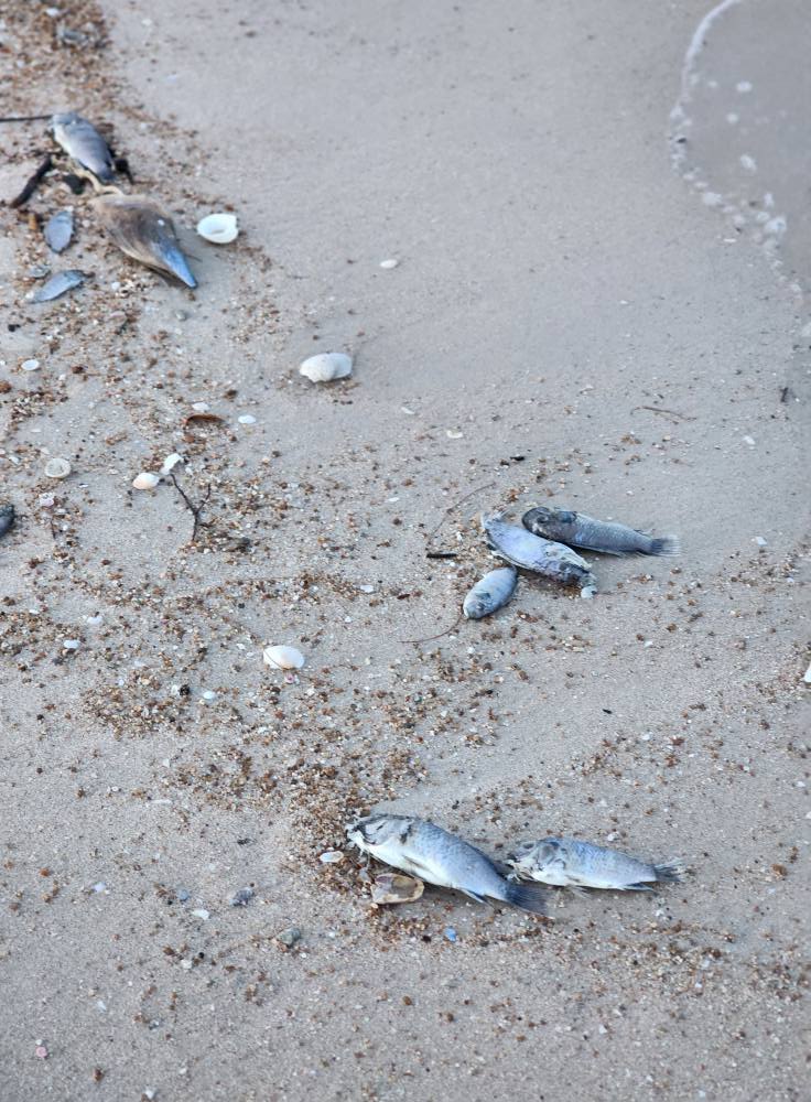 คนโพสต์ถาม ปลาอะไรนอนลอยเกลื่อนชายหาดชะอำ หัวหิน