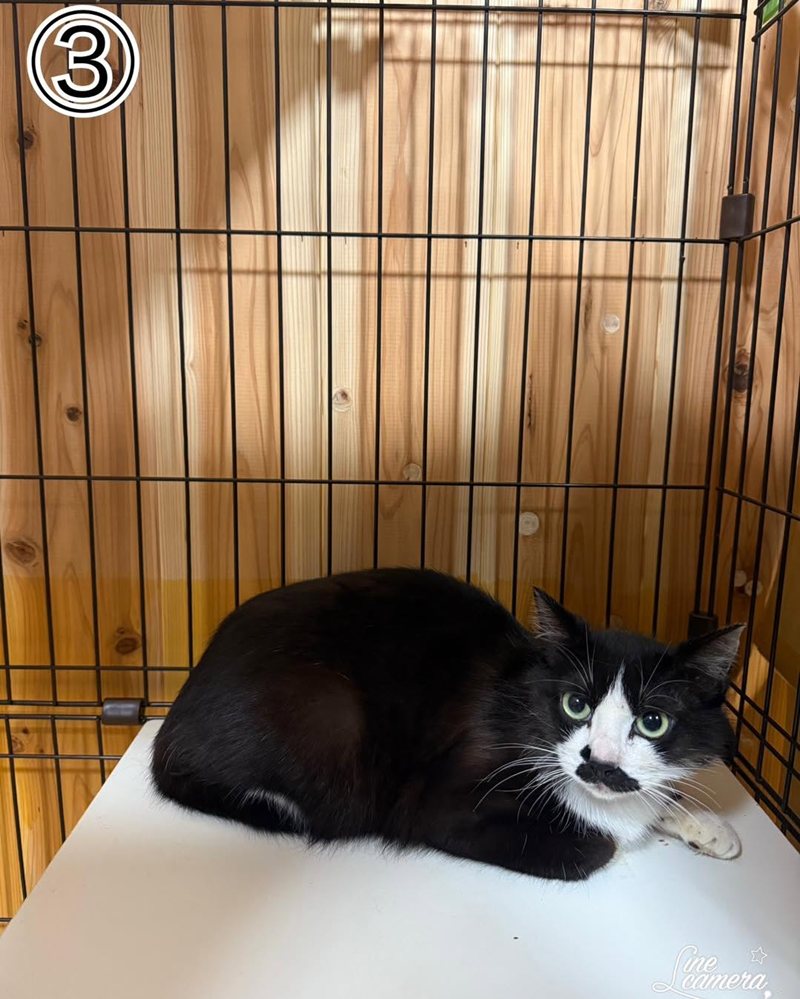 บ้านคนดูแลสัตว์สภาพเหมือนนรก ทำแมวตายเป็นร้อย