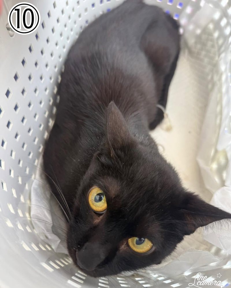 บ้านคนดูแลสัตว์สภาพเหมือนนรก ทำแมวตายเป็นร้อย