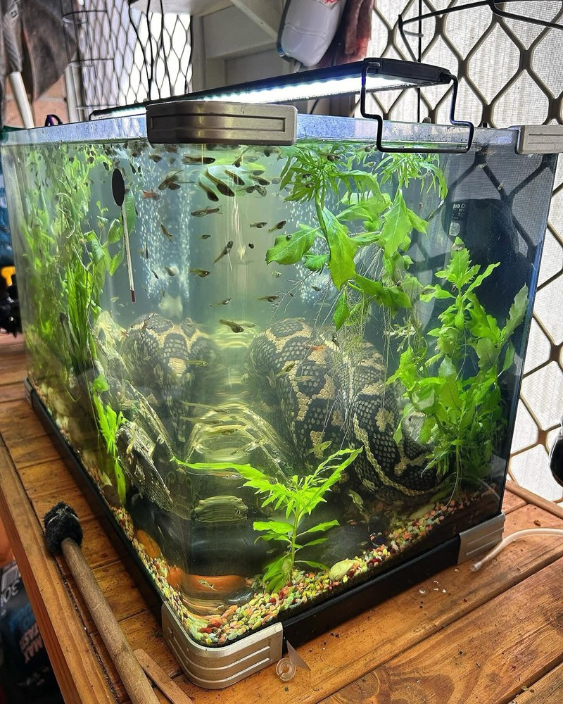 เจ้าของบ้านช็อก แขกไม่ได้รับเชิญตัวยักษ์ โผล่เข้ามาอยู่ในตู้ปลา