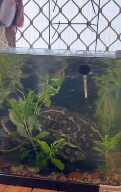 เจ้าของบ้านช็อก แขกไม่ได้รับเชิญตัวยักษ์ โผล่เข้ามาอยู่ในตู้ปลา