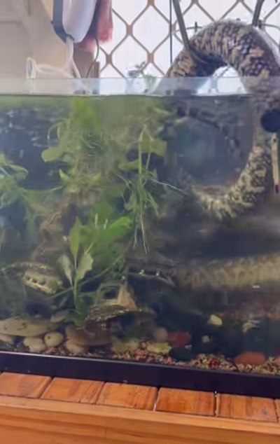 เจ้าของบ้านช็อก แขกไม่ได้รับเชิญตัวยักษ์ โผล่เข้ามาอยู่ในตู้ปลา