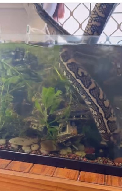 เจ้าของบ้านช็อก แขกไม่ได้รับเชิญตัวยักษ์ โผล่เข้ามาอยู่ในตู้ปลา