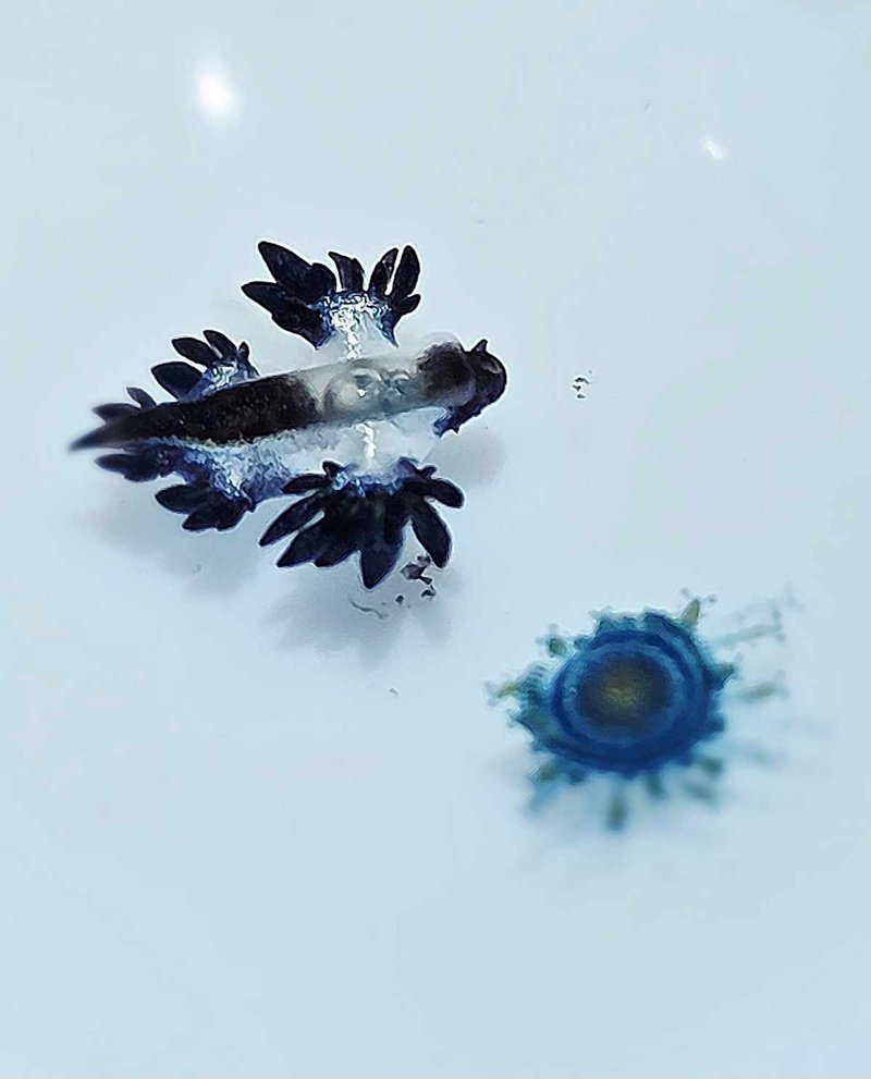 มังกรทะเลสีน้ำเงิน โผล่หาดกะรน หลังหายไป 2 ปี เตือนมีพิษ