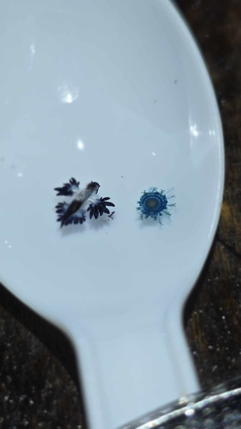 มังกรทะเลสีน้ำเงิน โผล่หาดกะรน หลังหายไป 2 ปี เตือนมีพิษ