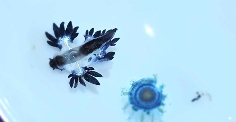 มังกรทะเลสีน้ำเงิน โผล่หาดกะรน หลังหายไป 2 ปี เตือนมีพิษ