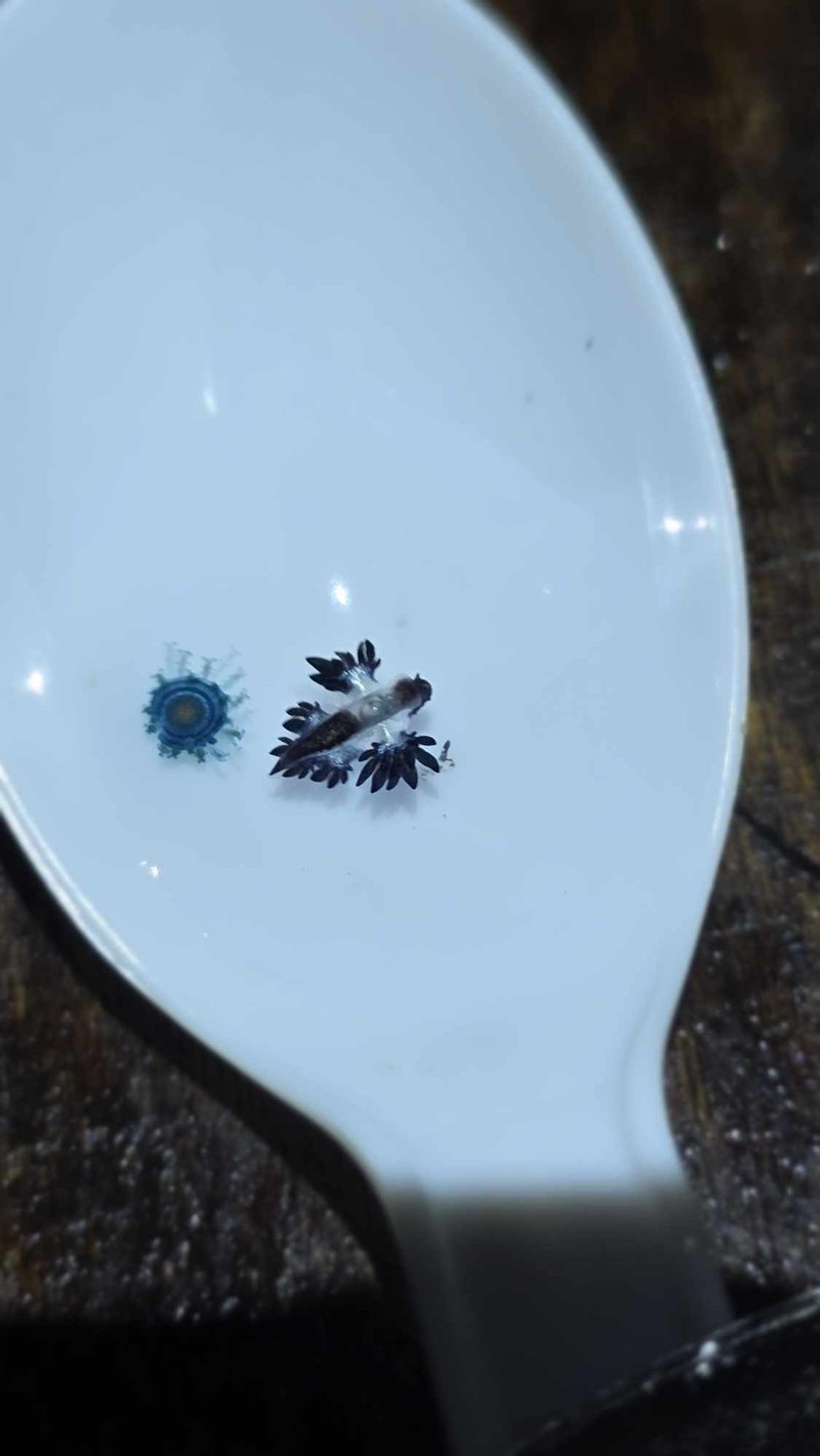 มังกรทะเลสีน้ำเงิน โผล่หาดกะรน หลังหายไป 2 ปี เตือนมีพิษ