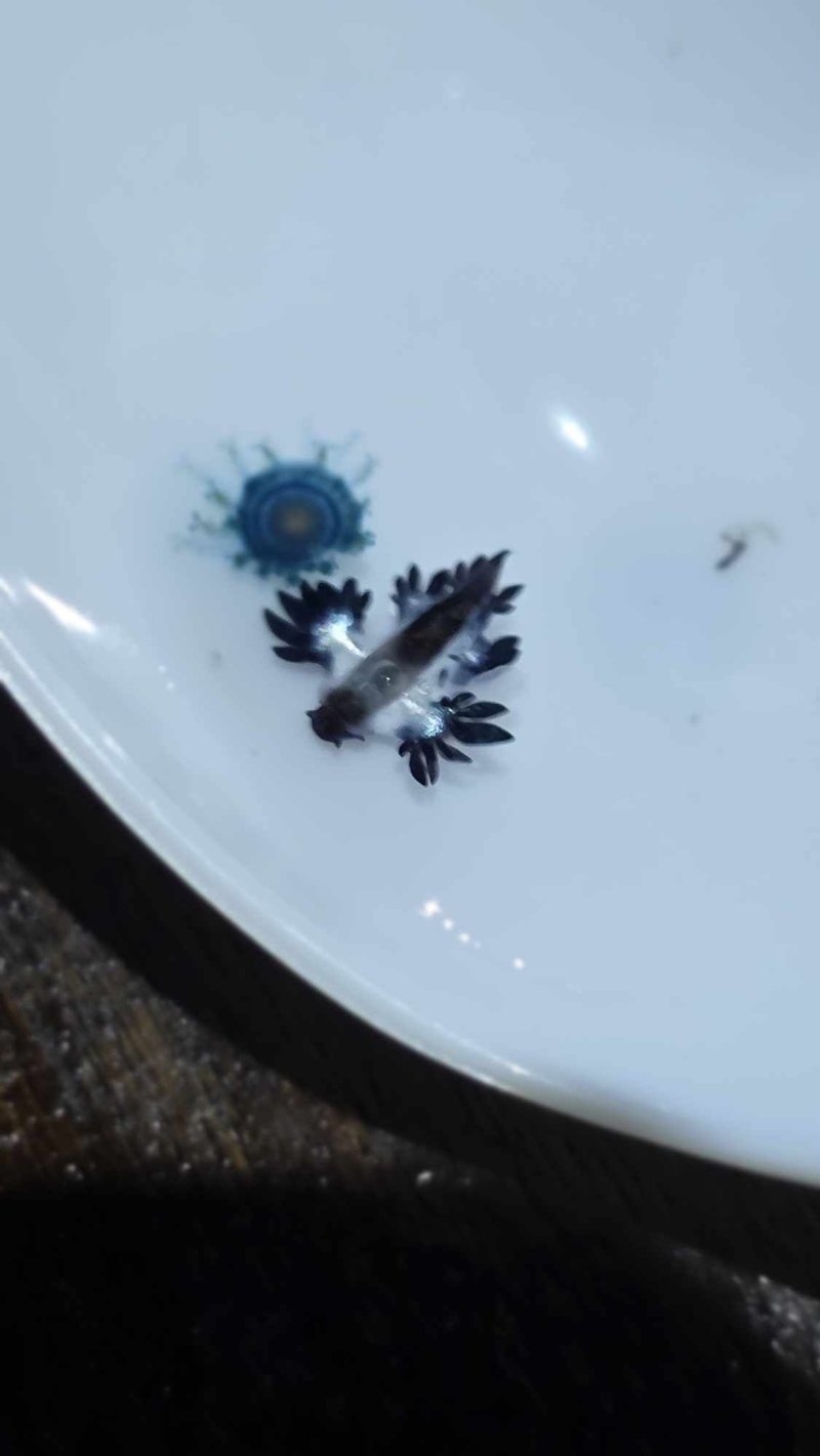 มังกรทะเลสีน้ำเงิน โผล่หาดกะรน หลังหายไป 2 ปี เตือนมีพิษ