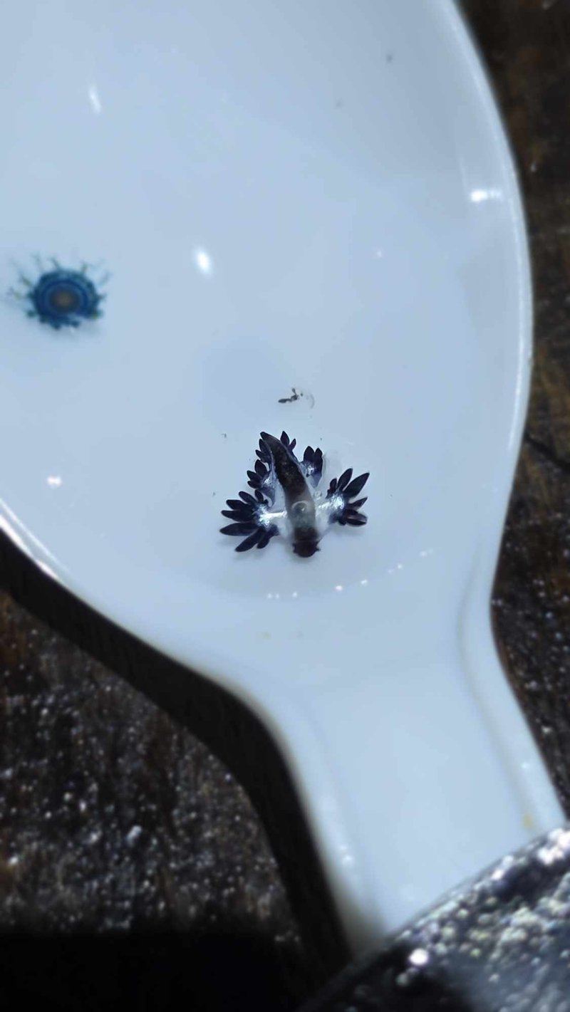 มังกรทะเลสีน้ำเงิน โผล่หาดกะรน หลังหายไป 2 ปี เตือนมีพิษ