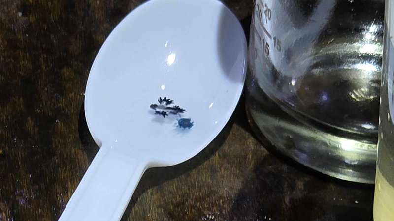 มังกรทะเลสีน้ำเงิน โผล่หาดกะรน หลังหายไป 2 ปี เตือนมีพิษ