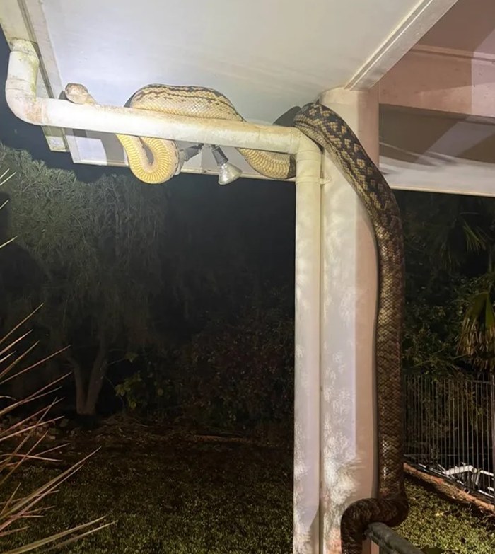 งูยักษ์เข้าบ้านกลางดึก ยาว 5 เมตร หนัก 26 กก. ใหญ่จนเรียกไดโนเสาร์ 