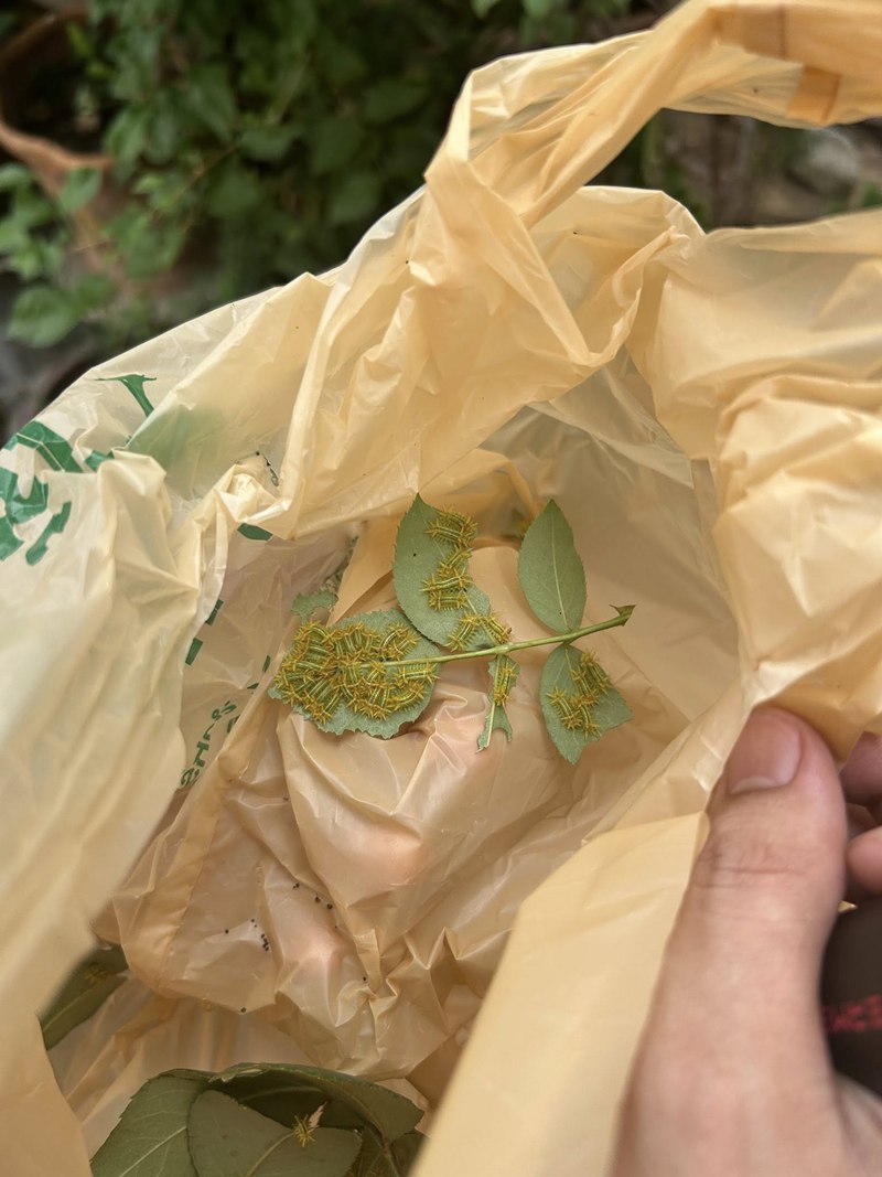 เจอแมลงปริศนาเกาะใบกุหลาบ คือตัวอะไร คนแห่เมนต์เตือน